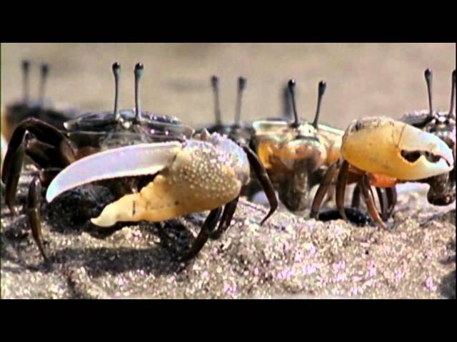 Evolution - Part 2 of 7 - Great Transformations (PBS Documentary)[HD 720p]