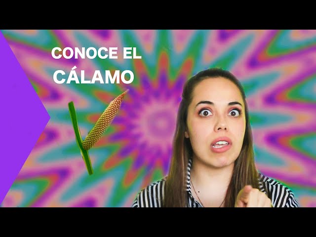 EL CÁLAMO