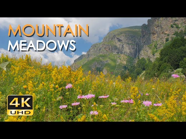 4K Mountain Meadows - Cricket & Grasshopper Sounds - Wild Flowers - Relaxing Nature Video - Ultra HD