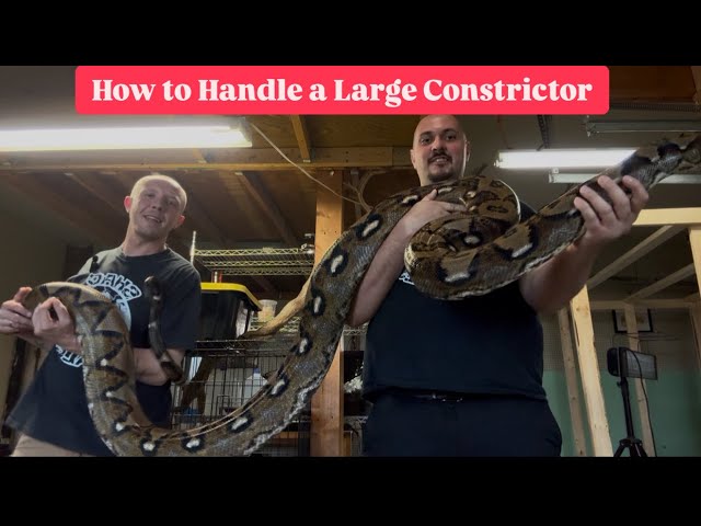 How to Handle a Large Reticulated Python with Shac Scales