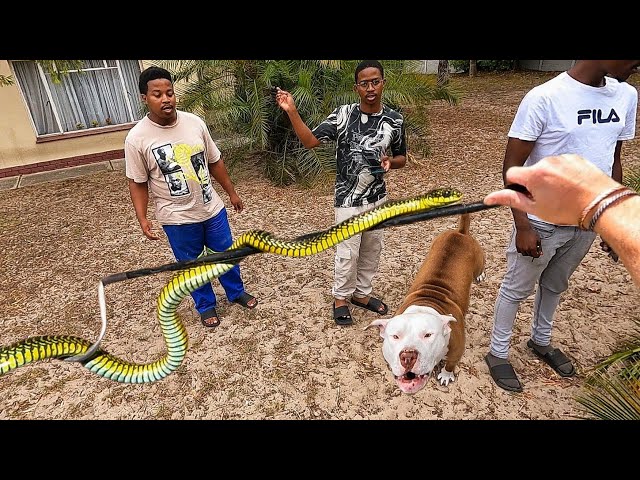 Dog Attacks Deadly Snake!