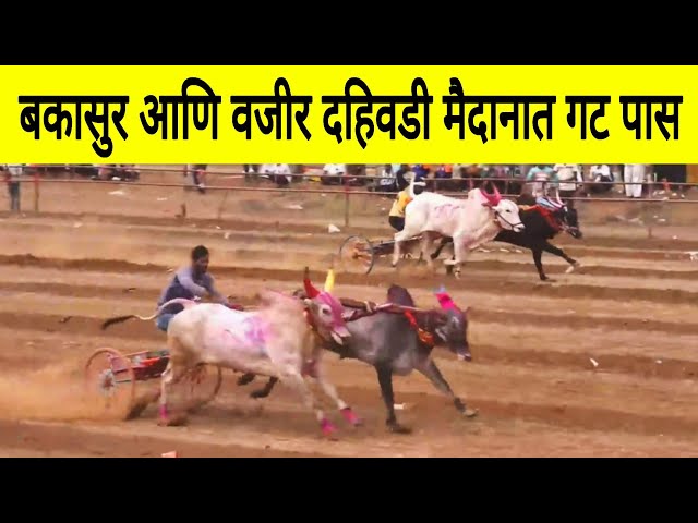 गट क्रमांक 1 | बैलगाडा शर्यत दहिवडी Live | Dahiwadi Maidan Live #Bakasur 