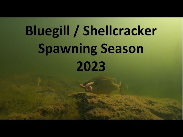 Under Water View of Shellcracker Spawn 2023