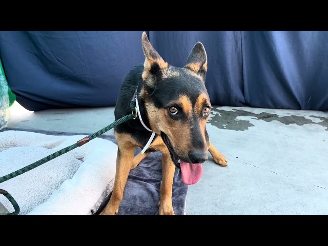 NEW! A5558612 Alfie | Doberman Pinscher / German Shepherd Mix