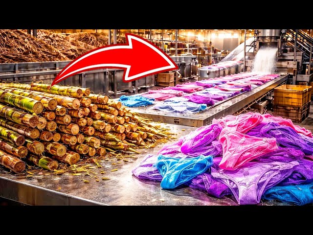 Your Thong Is Made From Sugarcane — Here's The Industrial Process Nobody Shows You