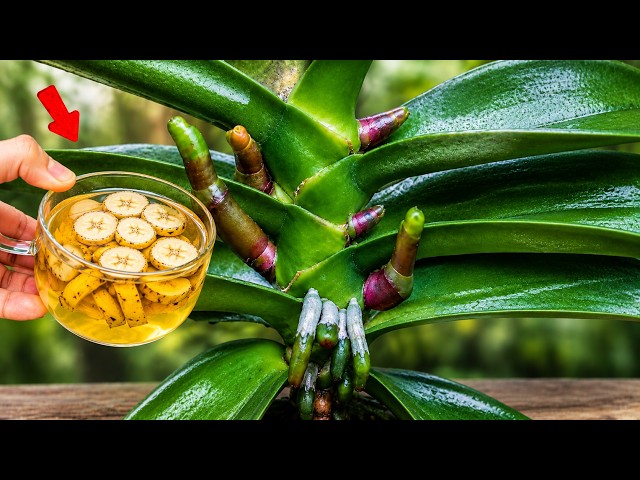 1 Cup a Week! A Miracle Happened to My Dying Orchid!