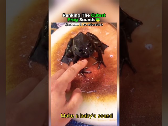 Top 8 Cutest Frog Sounds Ranked!
