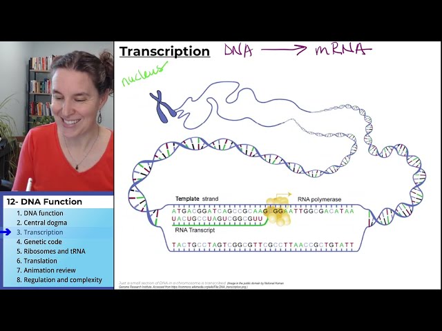 DNA Function 3- Transcription