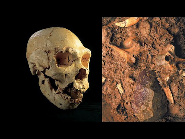 Ancient DNA Finally Reveals the REAL Origin of the Neanderthals