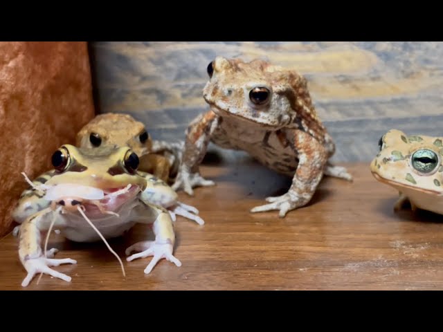 Toad staring at frog food 🐸 Toad and toad meal (Miyako toad, green toad)