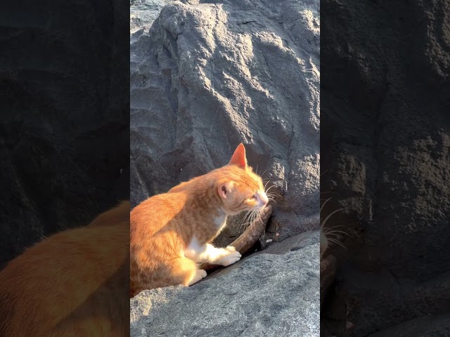 The #cat witnessed the #lizardfish out of water, and enjoyed a big meal. #desert_fishing #shorts