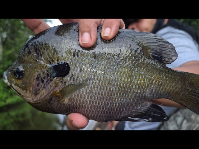 Bream Fishing with My Wife! Big Bluegills, Bass, Gar & More on Zebco 33s!  Enjoying Gods Sunset! 🎣🐟