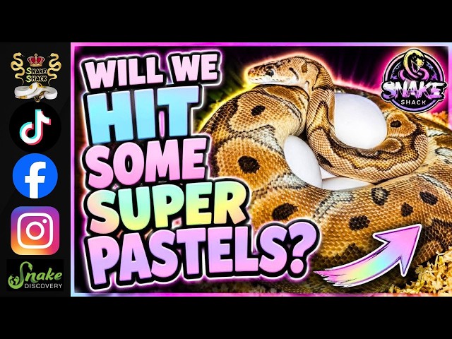 Super Pastel Ball Pythons are on the way!
