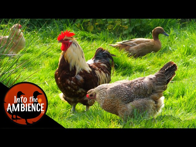Relax with the Farm Animals - Chickens, Lambs, Pigs - Nature Relaxation Video - No Music