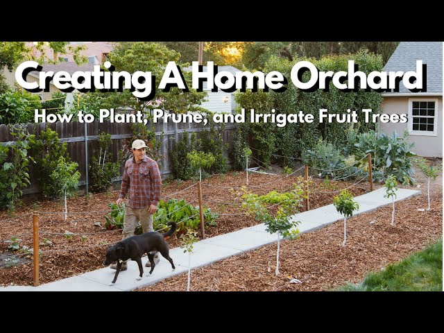 How to Plant, Prune, and Irrigate Fruit Trees  EVERYTHING YOU NEED TO KNOW