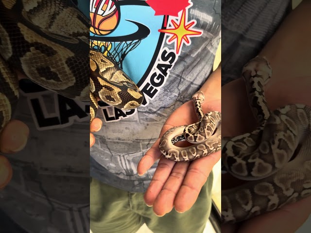 Wow! different sizes! #pets #pet #snake  #animal #reptiles #animals #rescue #ballpythonsnake #exotic