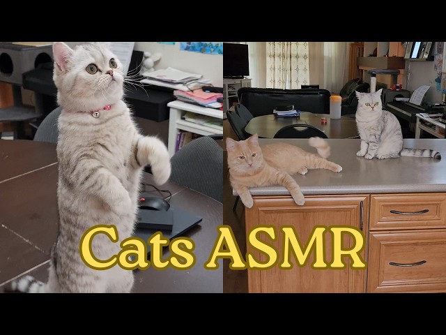 ASMR │ Relaxing Daily Life with Cats ☕🌿