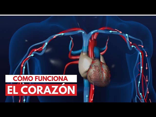 Un recorrido virtual por el corazón |  Animación 3D