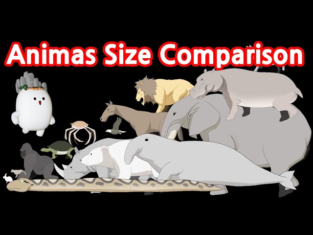 Animas | Size Comparison