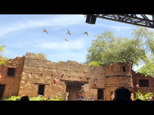 Feathered Friends in Flight POV Bird Show at Animal Kingdom in Disney World 2025