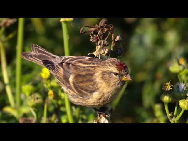 Lesser redpoll call