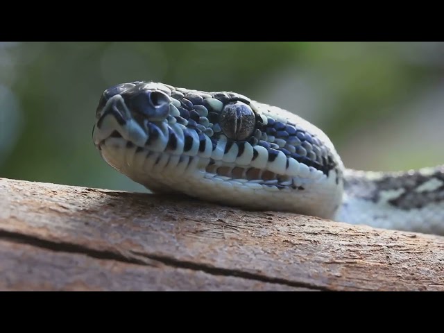 The 10 Biggest Reptiles on Earth