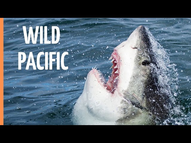 Wild Pacific - The Beauty of Life | Full Documentary