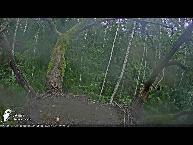 LDF Melnais stārķis (Ciconia nigra) Ogres novadā