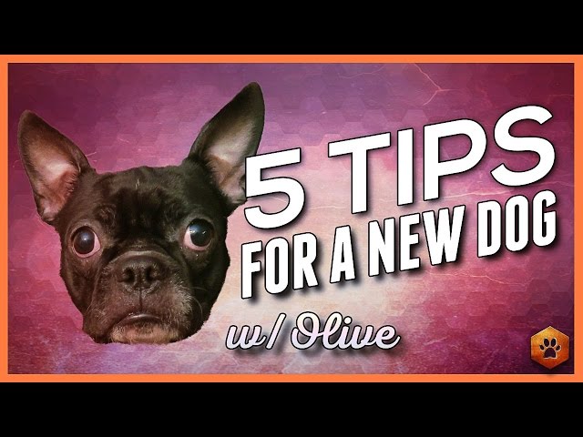 5 Big Tips When Bringing Home a New Dog