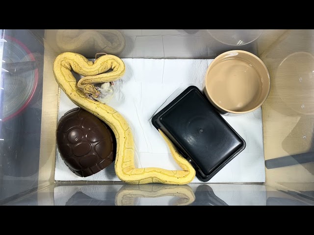 DRAKKON | Banana Pinstripe Royal / Ball Python | #feeding 🍌🎬 (10.03.26)