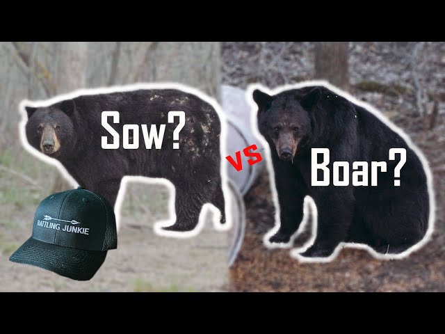 SOW vs BOAR - BLACK BEAR GENDER IDENTIFICATION MADE EASY!!!(Manitoba bear hunting)