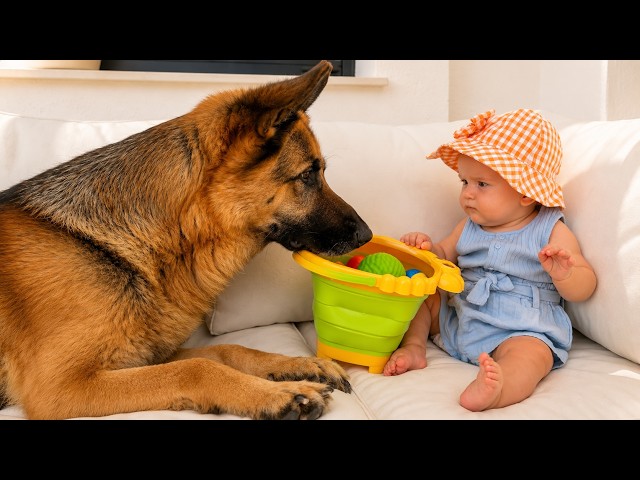 Baby and Her German Shepherd Play Together