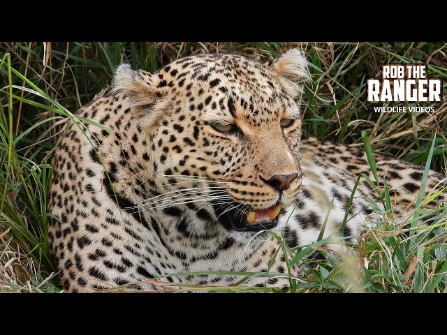 A Very Hot LEOPARD Spotted on a Safari Drive!! | Maasai Mara | Zebra Plains