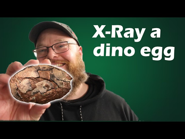 I X-Rayed a Dinosaur Egg… Are There Bones Inside?