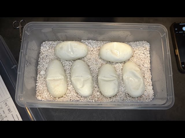 Ball Python egg cutting - Clutch 2503 Hurricane Confusion