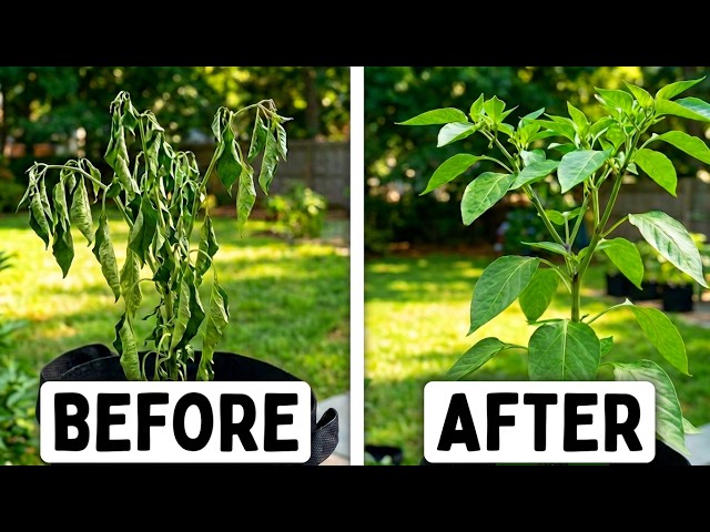Wilted Pepper Plants? Do This NOW