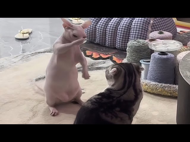 Weird Cat Behavior