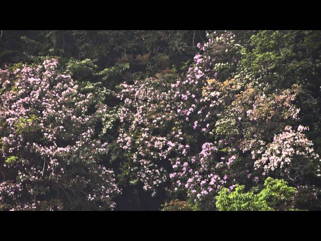 陽明山國家公園_杜鵑花