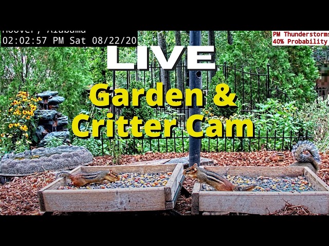 LIVE 4K Garden and Critter Cam in Alabama (over 60+ Species at Feeder Station)
