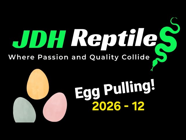 Clutch 12 egg pulling - Dual Sired Mystery!!