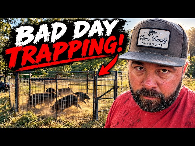 What a Tough Day Trapping! We Are Covered Up with Pigs!