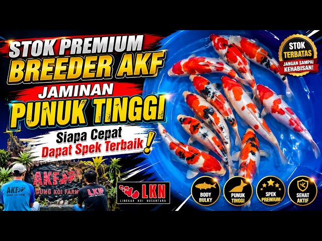 🔥AKF PREMIUM BREEDER KOI – BULKY BODY, HIGH HUMP, HOBBYIST-GRADE SPECS! LIMITED STOCK