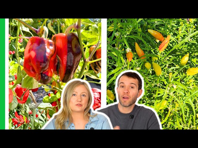 The 8 Pepper Varieties We Can’t Wait to Grow in 2026
