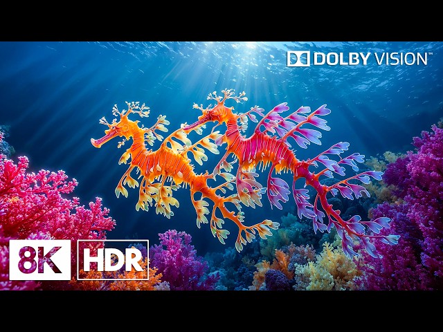 Exotic Sea Creatures in 8K HDR | Dolby Vision™