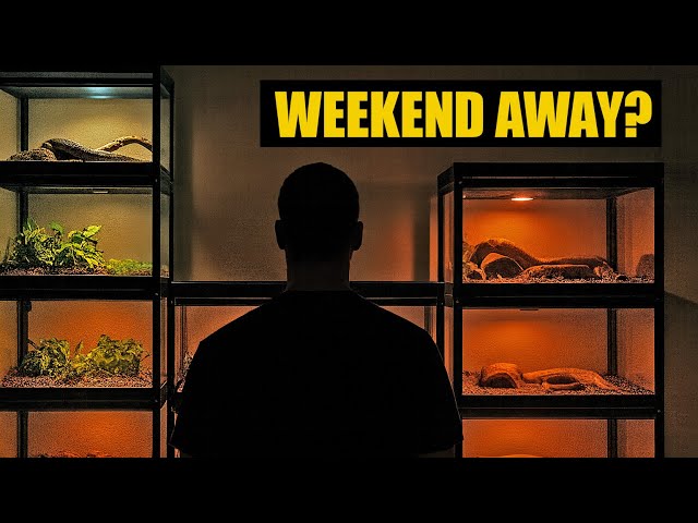 Leaving Reptiles for the Weekend? Do THIS First.