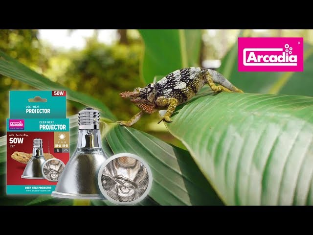Powerful Infra-Red Reptile Heat Lamp. Arcadia Reptile 50w 'Deep Heat Projector'