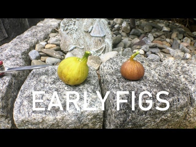 The Rhaasti and Little Ruby Figs: Very Early