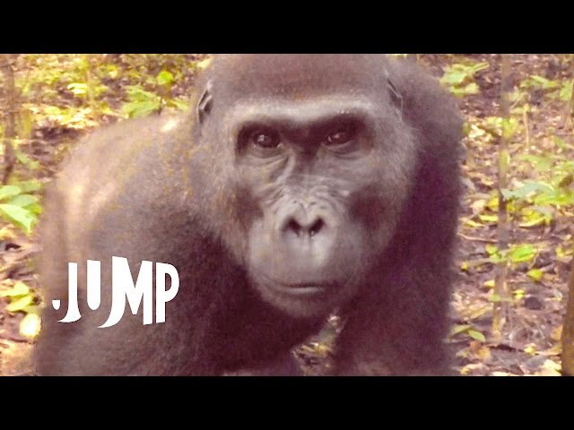 Gorillas in the Congo: A Jump VR Video