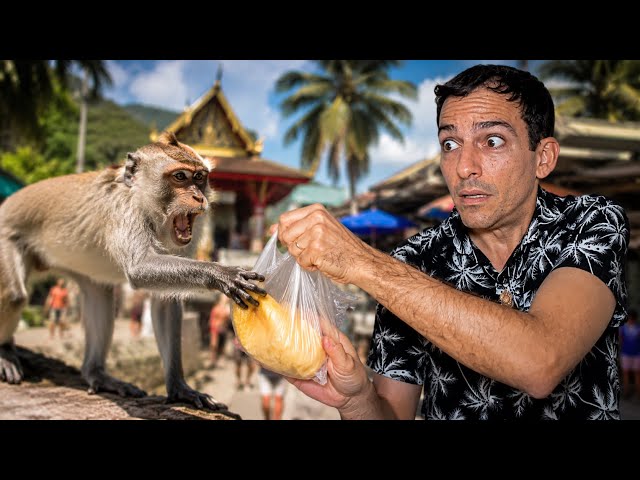 This monkey 🐒 has learned to live with us… and it's causing problems.