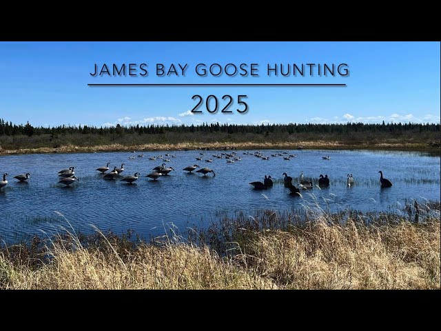 James Bay Goose Hunting 2025?!